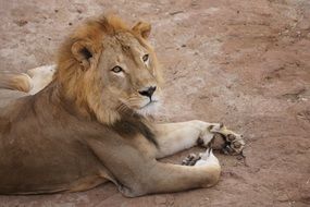 Wild Lion