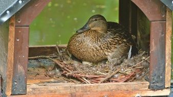 duck in a wooden house