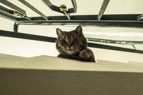 Mackerel Curious cat