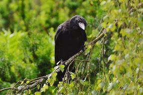 black raven bird in a green forest