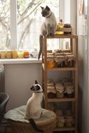 cute Siamese Cats