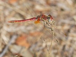 wonderful and beautiful Dragonfly