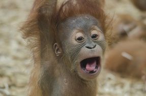 perfect beautiful Baby Orangutan
