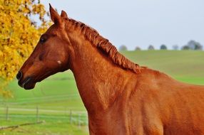 well-groomed horse in autumn