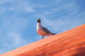 Black headed gull in Finland