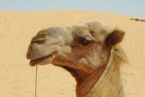 head of a camel at sand dunes, tunisia