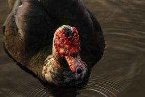 Cute colorful duck