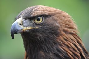 head of Mongolian Eagle close up