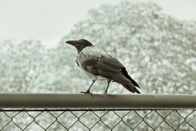Raven Bird