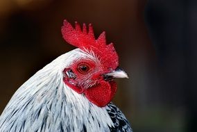 portrait of white rooster head