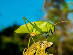 green grasshopper in macro