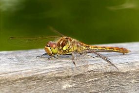 Libellula Quadrima Culata dragonfly
