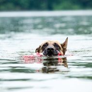 Malinois Dog in a water