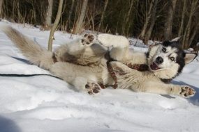 husky dog on the snow