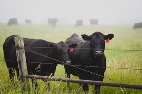 black Cows on fenced pasture at foggy morning