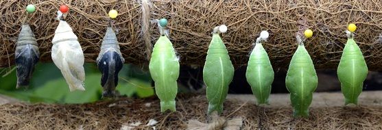 hanging butterfly cocoons