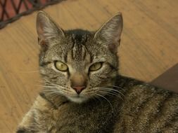 portrait of domestic cat
