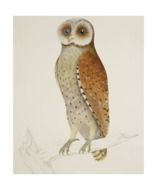 drawing of a beautiful owl