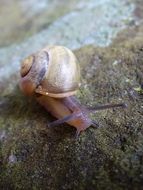 Snail on a stone close-up