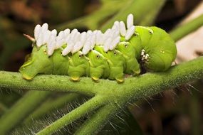 Hornworm on the plant