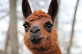 muzzle of brown alpaca close-up