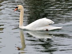 White Swan Water Mirroring