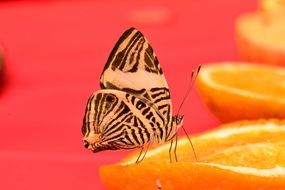 Butterfly Zebra