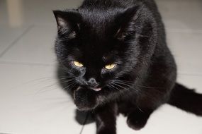 portrait of wonderful and beautiful Black cat