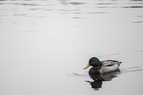 Cute mallard swim in the water in Sweden