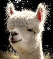 alpaca head close up