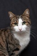 domestic cat on a dark background