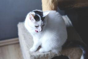 white domestic cat closeup