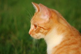 portrait of a young curious red cat on grass