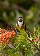 Eastern Spinebill