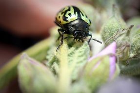 green beetle close up