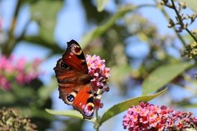 wonderful orange butterfly in the spring garden