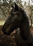 the statue of a black horse
