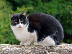 black and white cat on the stone