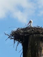 Stork sit in a socket in Poland