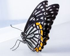 butterfly with black, white and yellow pattern on wings