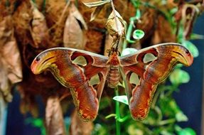 wonderful tropical butterfly