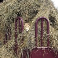 cat in the hay on the farm