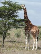 large giraffe in Kenya