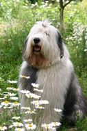 cute bobtail dog sitting near a bush of white daisies
