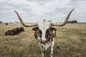 cow with big horns in the pasture