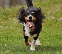 tricolor Dog runs on lawn