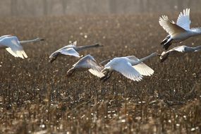 flying whooper swans