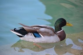 cute lovely grey Duck