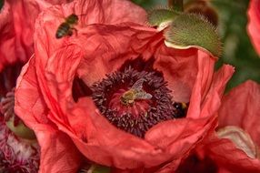 İnsect on a red Flower