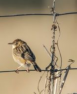 little bird on perch close up